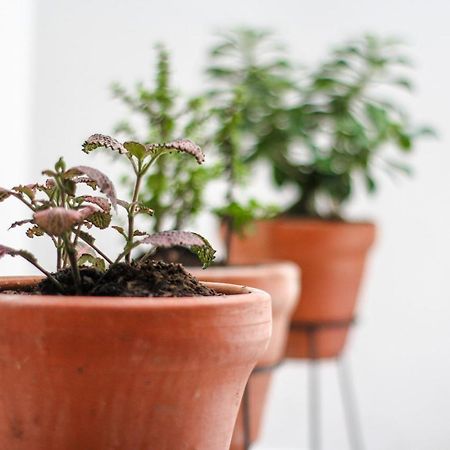 Casa Tuvia 호텔 메딜린 외부 사진